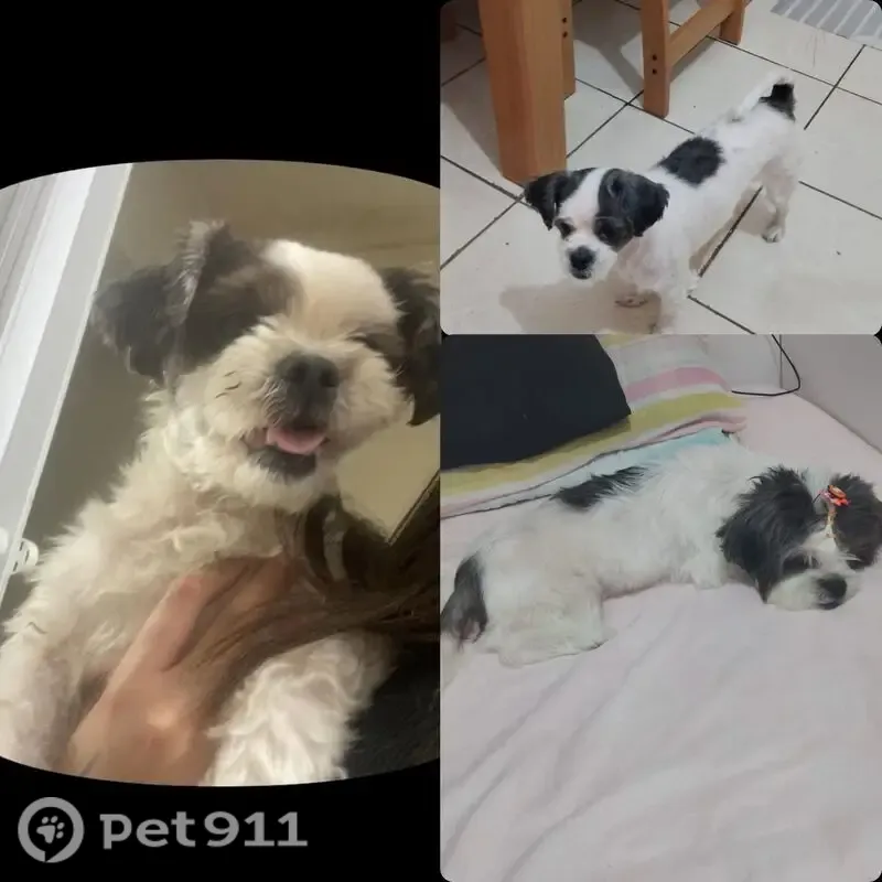 Cachorro perdido, Rua Samoa Ocidental, 11 — pequeno, branco e com manchas circulares pretas - photo
