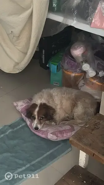 Perro perdido, Calle 38, Cancún — blanca con manchas cafés y patita izquierda lastimada - photo