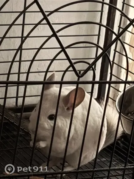 Perdido conejo, Calle Ruiz Zorrilla, 23, Algeciras — chinchilla blanca con orejas y cola grises - photo