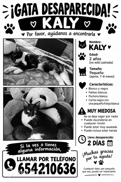 Gato perdido, Carrer Pep Ventura, 16, Torroella de Montgrí, Girona - photo