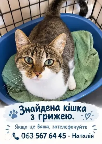 Знайдена кішка, Борова вулиця, 18, Київ, Гнідин — жіноча стать, Парк Партизанської Слави - photo