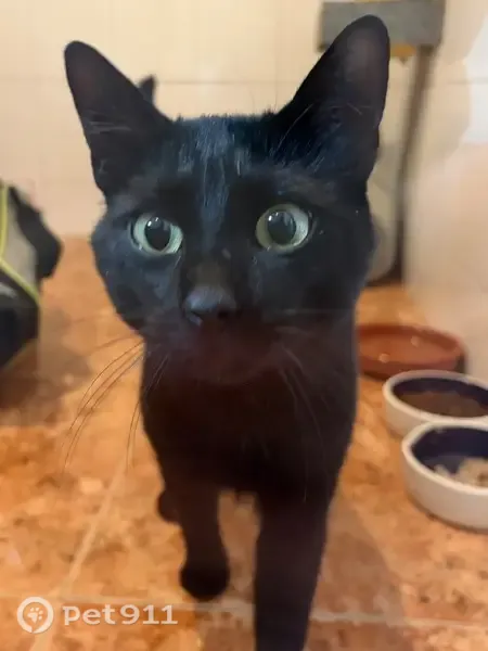 Gato encontrado, Carrer de Sant Isidre, 10, València, Xirivella — negro, de unos dos años - photo