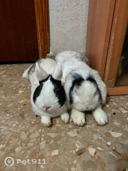 Conejo perdido, San Antonio de Benagéber, 46184, Valencia, España, Valencia — blanco con manchas negras - photo