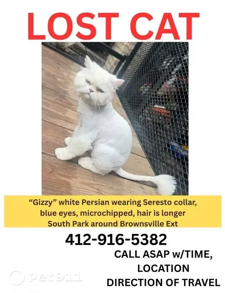 Lost male cat, Triphammer Road, Pennsylvania, Bethel Park — Persian with long hair - photo