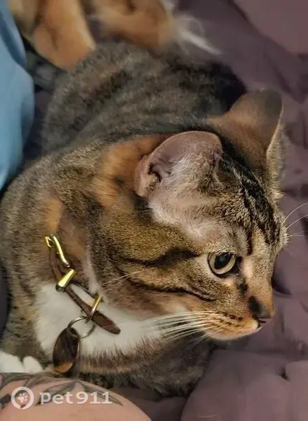 Lost cat, Stockman Road, Pocatello — 10-year-old female therapy cat - photo