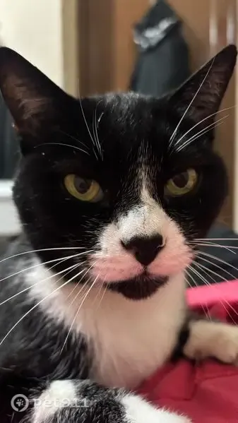 Gato perdido, Rua do Centro, 1278, Santo André — mancha de coração no nariz - photo