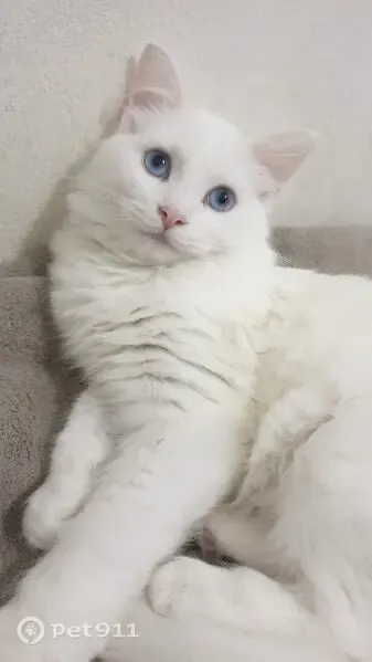 Gato perdido, Carrer de Saridakis, Palma, Barcelona — completamente blanco y asustadizo - photo