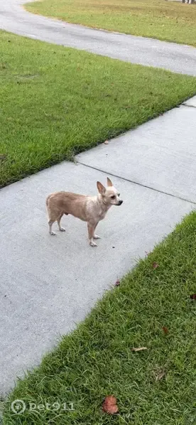 Found male dog, Lumberton, North Carolina, Beltsville — won’t allow people to approach - photo