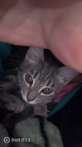 Lost female cat, South 600 East, American Fork — gray with striped legs - photo