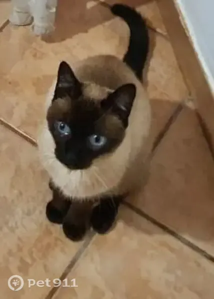Gato perdido, Jardim Monte Azul, São Paulo - SP, Brasil — siamês com falha de pelo no focinho - photo