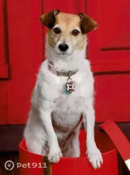 Lost dog, Able Street Northeast, 10950, Blaine, Blaine — 15-year-old Jack Russell named Daisy - photo