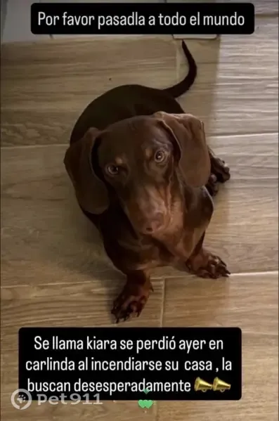 Perro perdido, hembra teckel, Calle José Carrión de Mula, 9, Málaga, Malaga — responde al nombre de Kiara - photo
