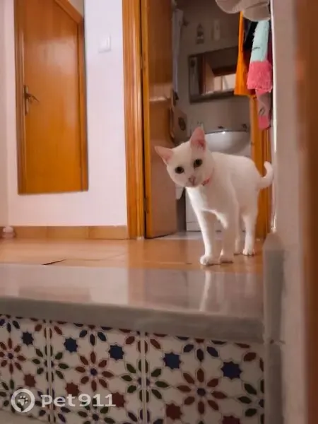 Gato perdido, hembra, Santa Pola, Comunidad Valenciana, Santa Pola — blanca y de ojos verdes - photo