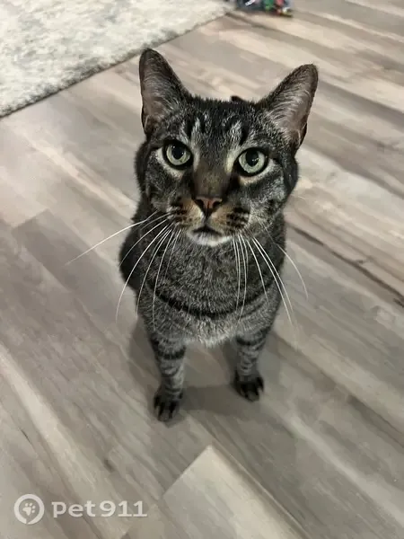 Lost male cat, Agate Trail, Inver Grove Heights — black/gray striped and very friendly - photo