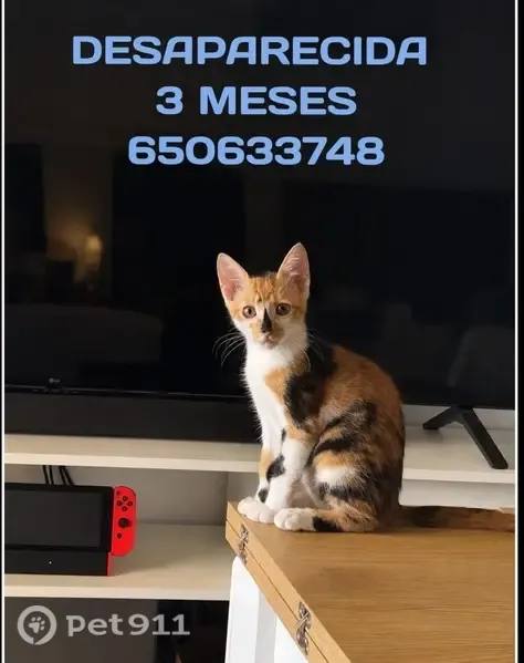 Gato perdido, hembra, Calle Inmaculada Concepción, 1, Algeciras — mancha negra en la nariz - photo
