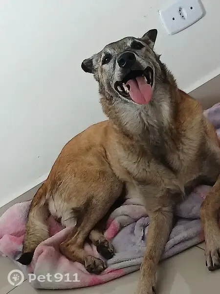 Cachorro perdido, Rua Senegalia, 79 — fêmea, Pastor Belga Malinois de 12 anos - photo