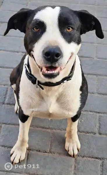 Lost dog, Olive Road, 77, Centurion, Pretoria — male, wearing a collar - photo