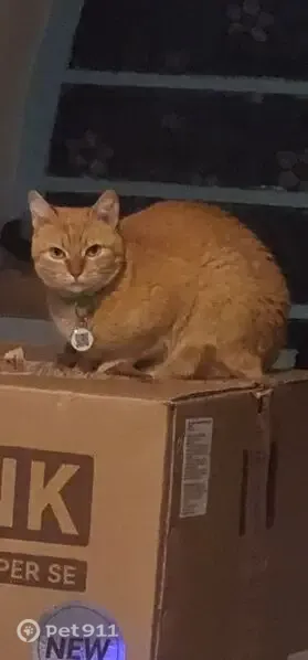 Gato perdido, Rua Ministro Geraldo Rodrigues Alckmin, São Paulo — fêmea, laranja e arisca - photo