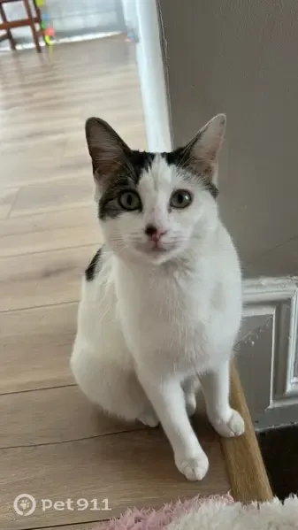 Lost cat, female, Jasmyn Street, 6, Cape Town, Lansdowne — white coat with brown spots - photo
