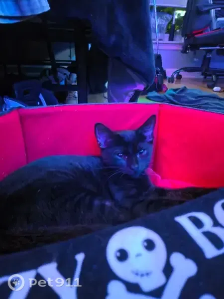Lost cat, Langley Drive, Ellettsville — female, microchipped and shy - photo
