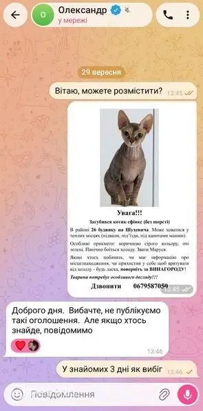 Зникла кішка, дівчинка, вулиця Романа Шухевича, 26, Рівне — сіра, із зеленими очима - photo