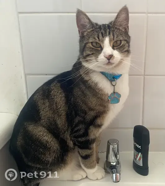 Lost male cat, Porchester Close, 26, Brixton — brown-and-white tabby - photo