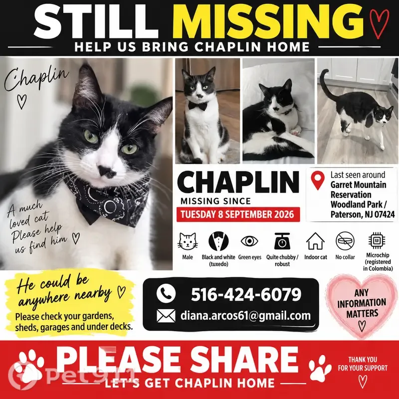 Lost cat, Wayne Street, 158, Jersey City, Halifax — green-eyed tuxedo cat with a black nose marking - photo
