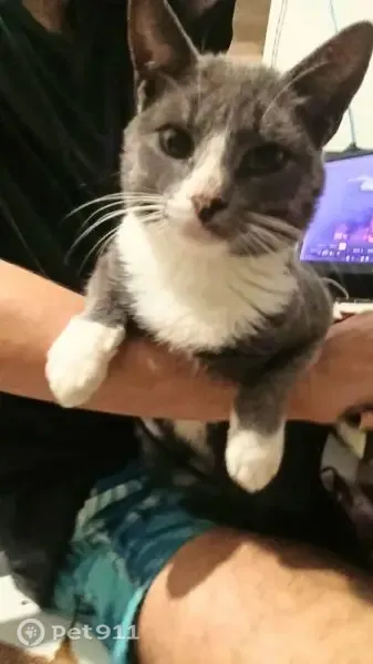 Gato perdido, Rua Duarte Teixeira, 228 — macho, manso e carinhoso - photo