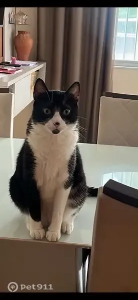 Gato perdido, macho, Condomínio Edifício Trevian - Federação, Salvador — olhos amarelados - photo