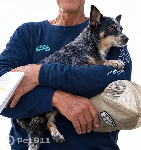 Lost female dog, 36th Street, 1111, Galveston — chihuahua/blue heeler mix - photo