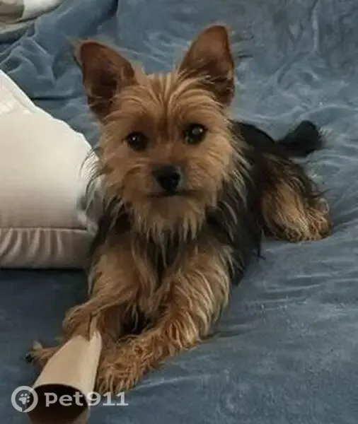 Lost dog, Southwest 51st Circle, Ocala — female Yorkshire Terrier with a tan face - photo