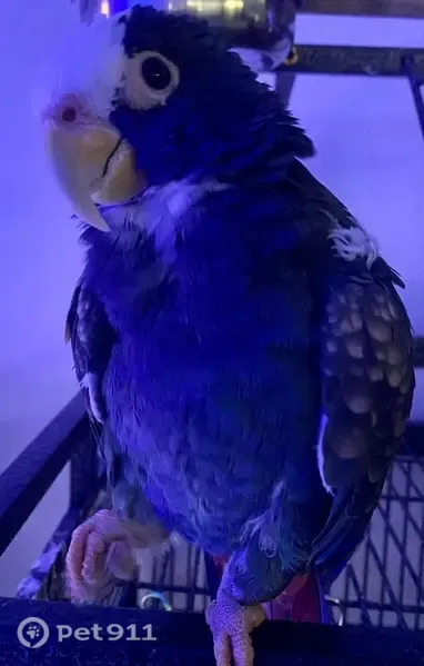 Lost Bird, male, 24th Parkway, Kensington Park, Sarasota — white head and blue body - photo