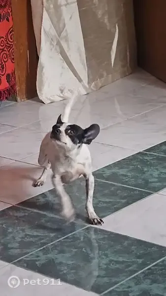 Perro perdido, Johannes Brahms, 852, Zapopan, Guadalajara — chihuahua blanco con manchas negras - photo