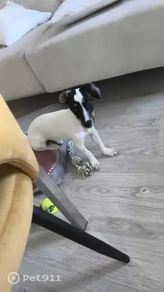 Perro perdido, hembra, Calle Alcalde Sanz Noguer, 37, Córdoba — cachorra asustada por los ruidos - photo