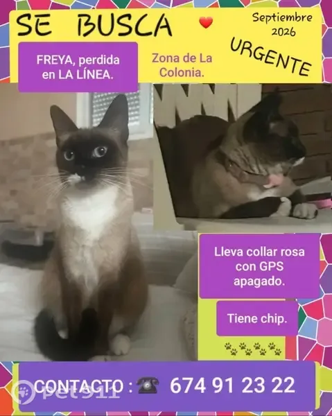 Gato perdido, hembra, La Línea de la Concepción, Andalucía, Algeciras — patitas blancas - photo