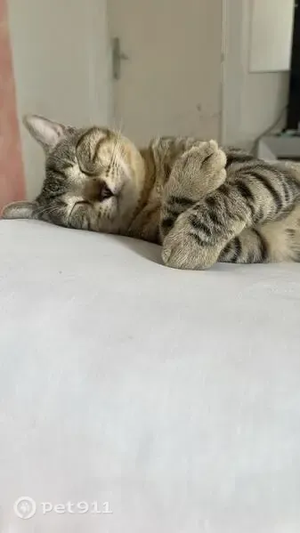 Gato perdido, Calle Brenes, Sevilla — responde al nombre de Ariel - photo