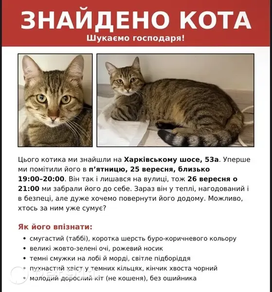 Знайдена кішка, Харківське шосе, 53-А, Київ — хлопчик, табі з чорними лапками - photo