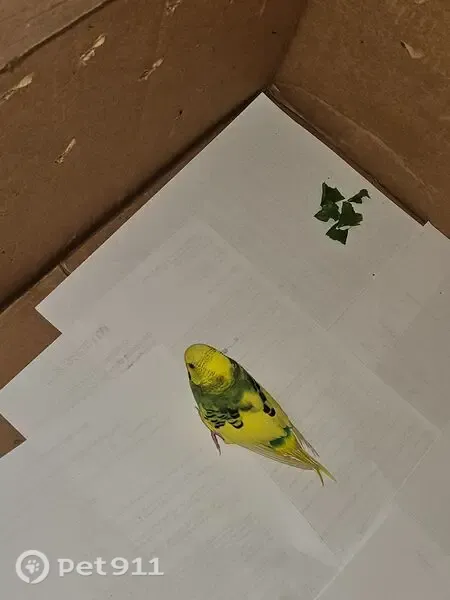 Found bird, Fuller Street South, 1255, Shakopee — unable to fly - photo