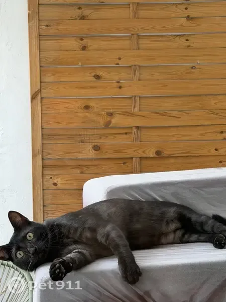 Gato encontrado, Plaça de Badajoz, 1, València, Mislata — macho, cariñoso y menor de 1 año - photo