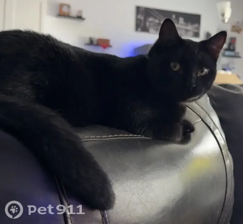 Lost male cat, North 680 West, 1363, Tooele — slender with a dark midnight-black coat - photo
