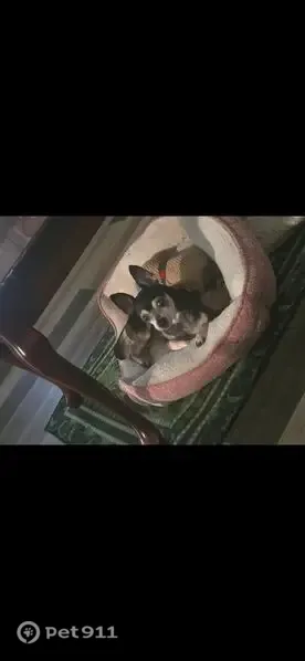 Lost dog, County Road G, Town of Armenia, Nekoosa — shy 15-year-old Chihuahua - photo