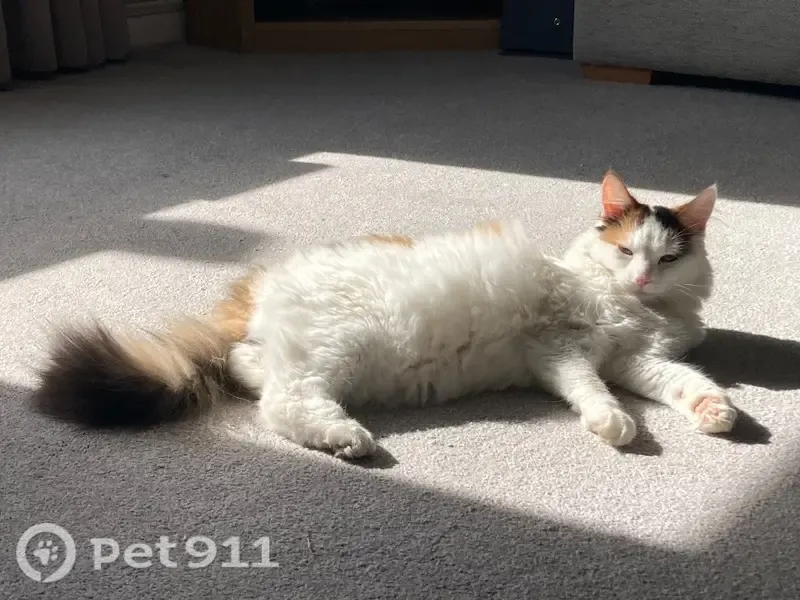 Lost cat, Rutland Road, England — female with distinctive calico markings - photo