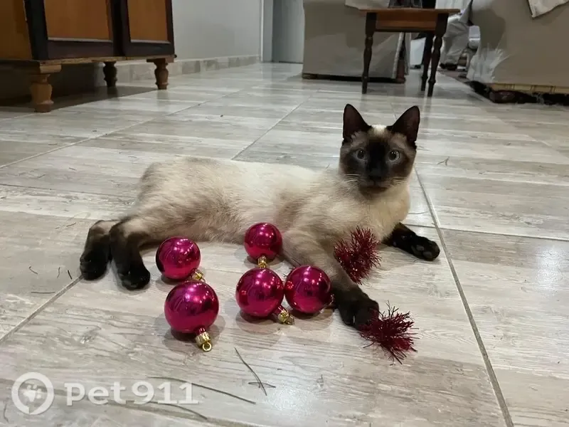 Lost male cat, Windmeul, Western Cape, Paarl — no tail and beautiful blue eyes - photo