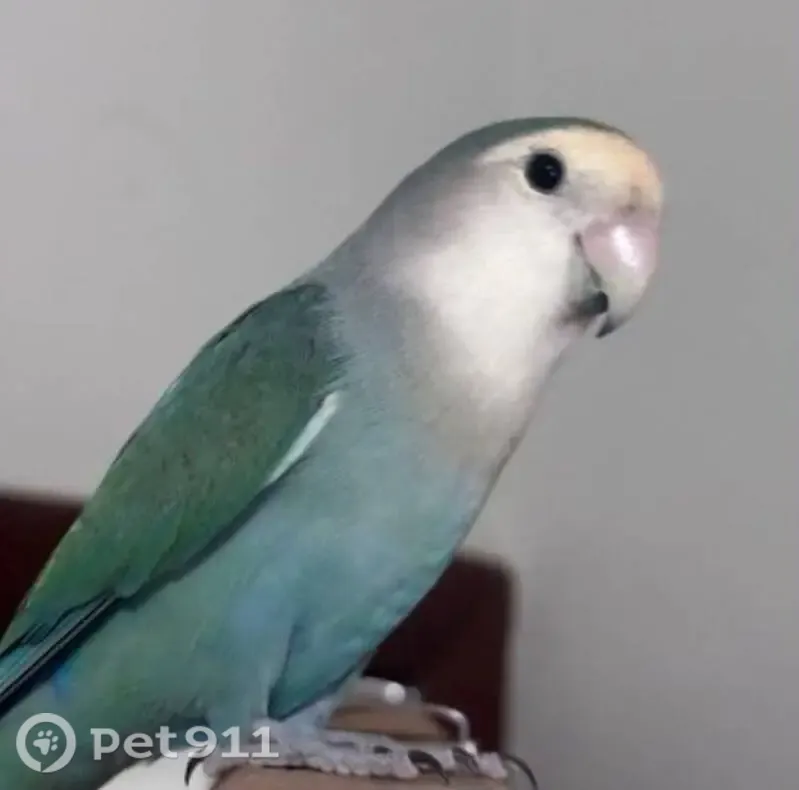 Pássaro perdido, Setor F Sul Qsf 1, 113 — agapornis azul e cinza - photo