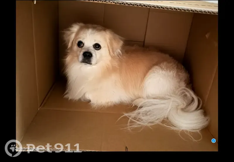 Lost dog, South Halsted Street, 7100, Chicago — male with a white forehead stripe - photo