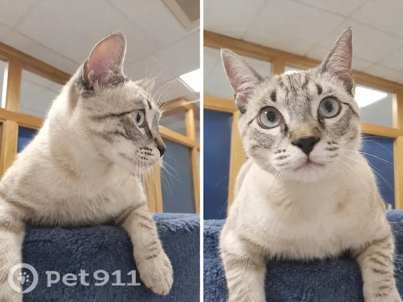 Gato encontrado, Avenida de los Jeronimos, 135, Guadalupe, Pozuelo de Alarcon — macho, blanco y de ojos azules - photo