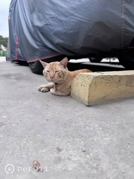 Gato encontrado, Avenida las Gaviotas, 1991, Santiago de Surco — naranja, con collar y placa roja - photo