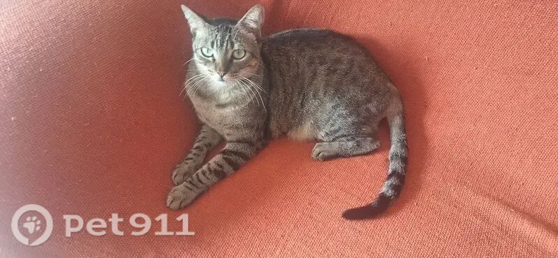 Gato perdido, fêmea, Rua Padre Manoel da Cunha, 38 — atende por Tita - photo