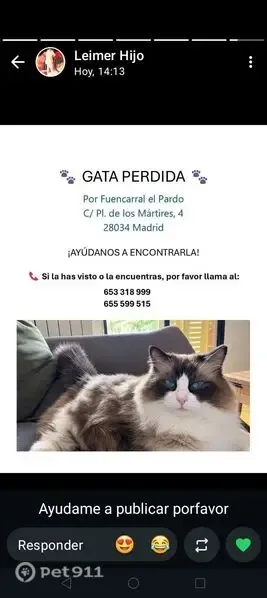 Gato perdido, hembra, Plaza de los Mártires, 4, Madrid — ojos azules - photo