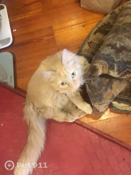 Lost female cat, Plamondon Road, Wheaton — orange and microchipped - photo